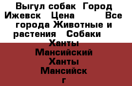 Выгул собак. Город Ижевск › Цена ­ 150 - Все города Животные и растения » Собаки   . Ханты-Мансийский,Ханты-Мансийск г.